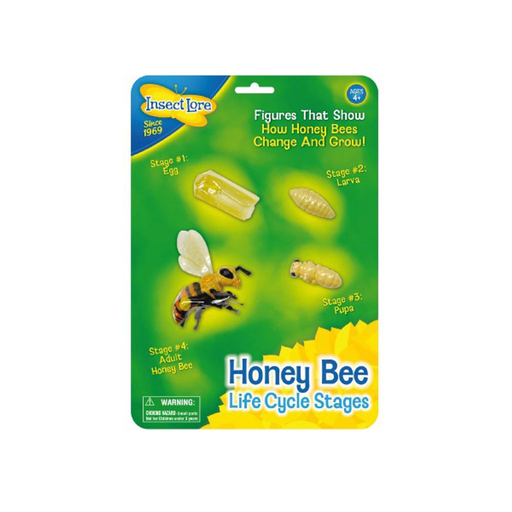 Honey Bee Life Cycle Stages - Lebenszyklus einer Biene