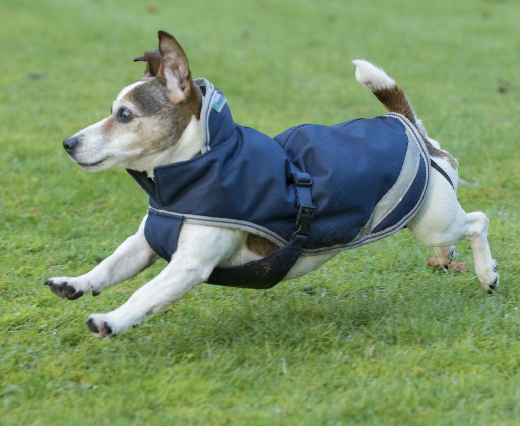 Bucas Freedom Dog Rug 50g - Navy/Silver