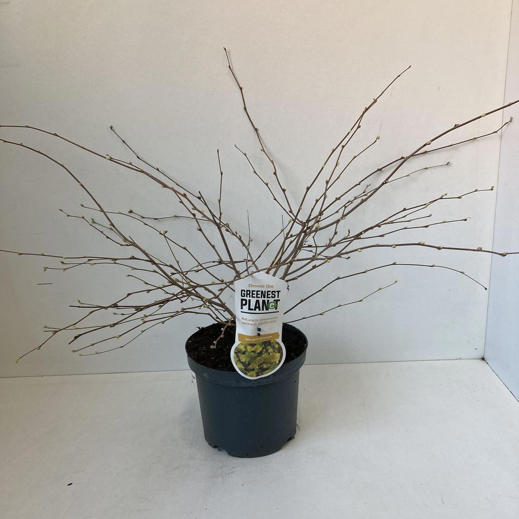 Corylopsis pauciflora - Hohe Scheinhasel | 30-40 cm im Topf