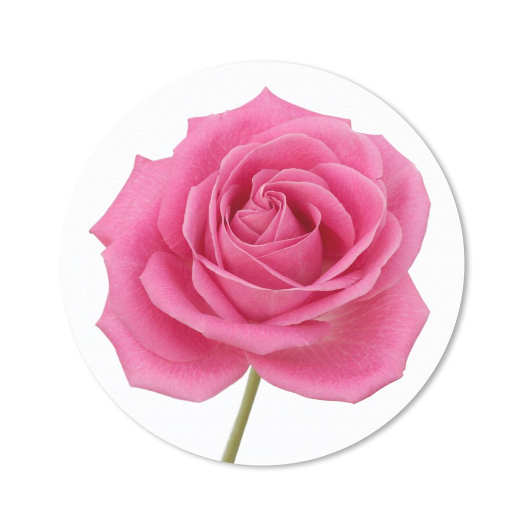MuchoWow Mauspad Mousepad Nahaufnahme einer einzelnen rosa Rose auf weißem Hintergrund 20x20 cm - Mousepads - Maus Mat - Pad - Mausunterlage - S...