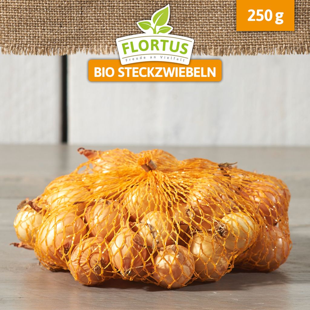 Wintersteckzwiebel Stuttgarter Riesen | Steckzwiebeln von FLORTUS, Menge:250 g