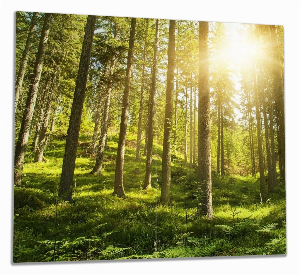 Wallario Herdabdeckplatte aus Glas, Größe 60 x 52 cm 2-teilig, Motiv Sonnenstrahlen im Nadelwald mit Moos und Farn
