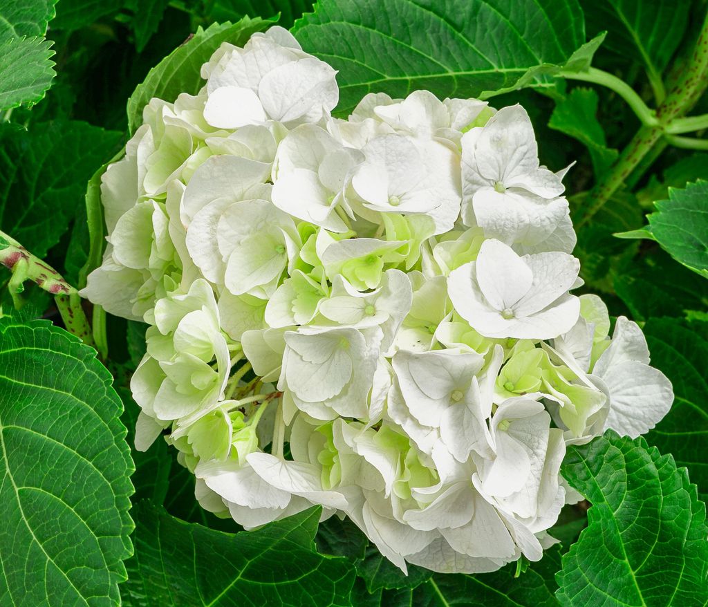 Dehner Bauern-Hortensie, Hydrangea macrophylla, große weiße Blüten, 45-55 cm exkl. Pflanztopf, 11 l Topf, Zierstrauch