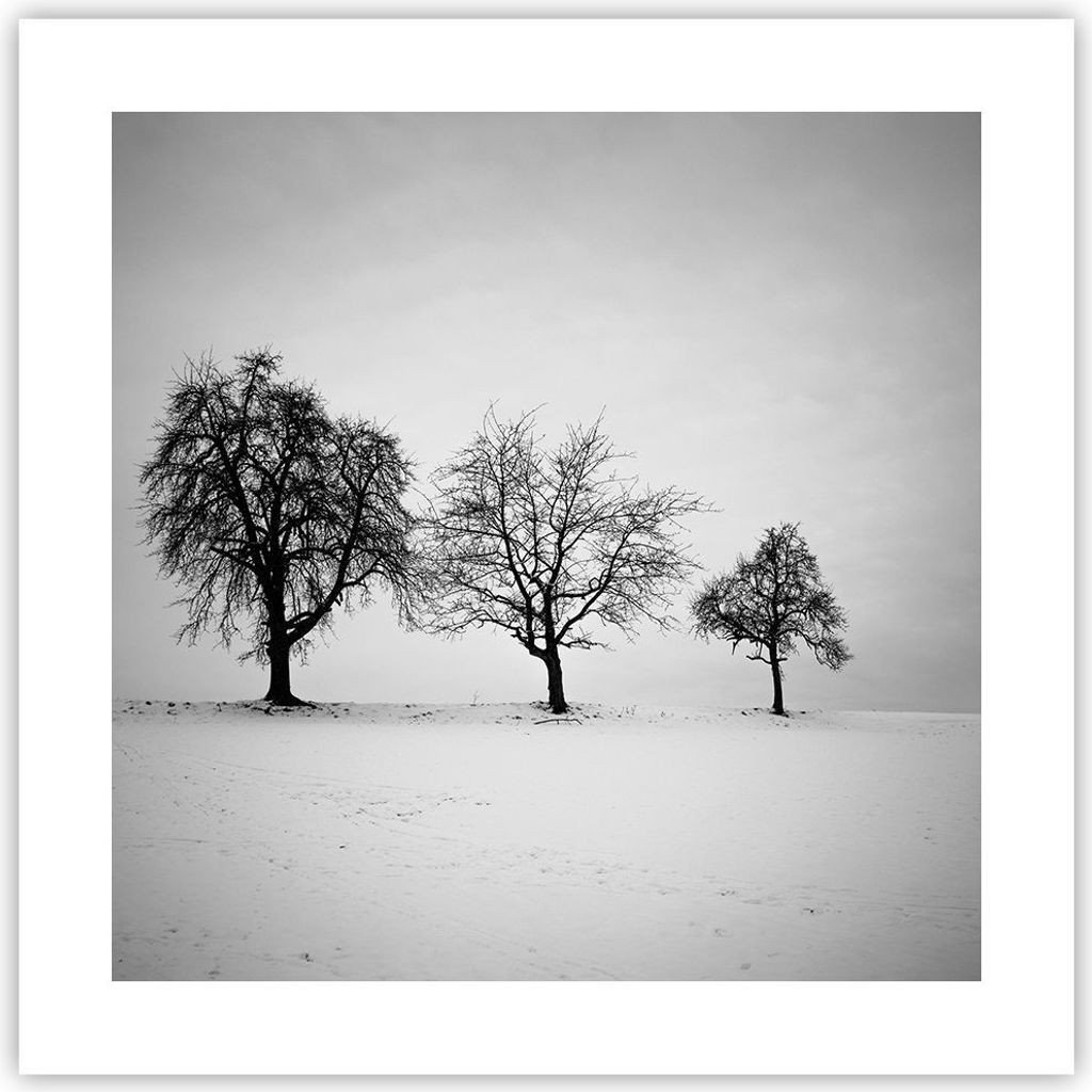 Poster - Poster ohne Rahmen - Winter Bäume Schnee - 40x40 cm - Wand Bild - Wanddeko - Wandbilder - Kunstposter - Wandposter - Bilder - Kunstdruck ...