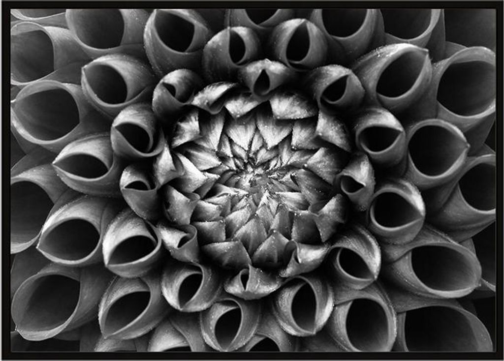 Bild Poster im Rahmen 53x73 cm Blume P1047