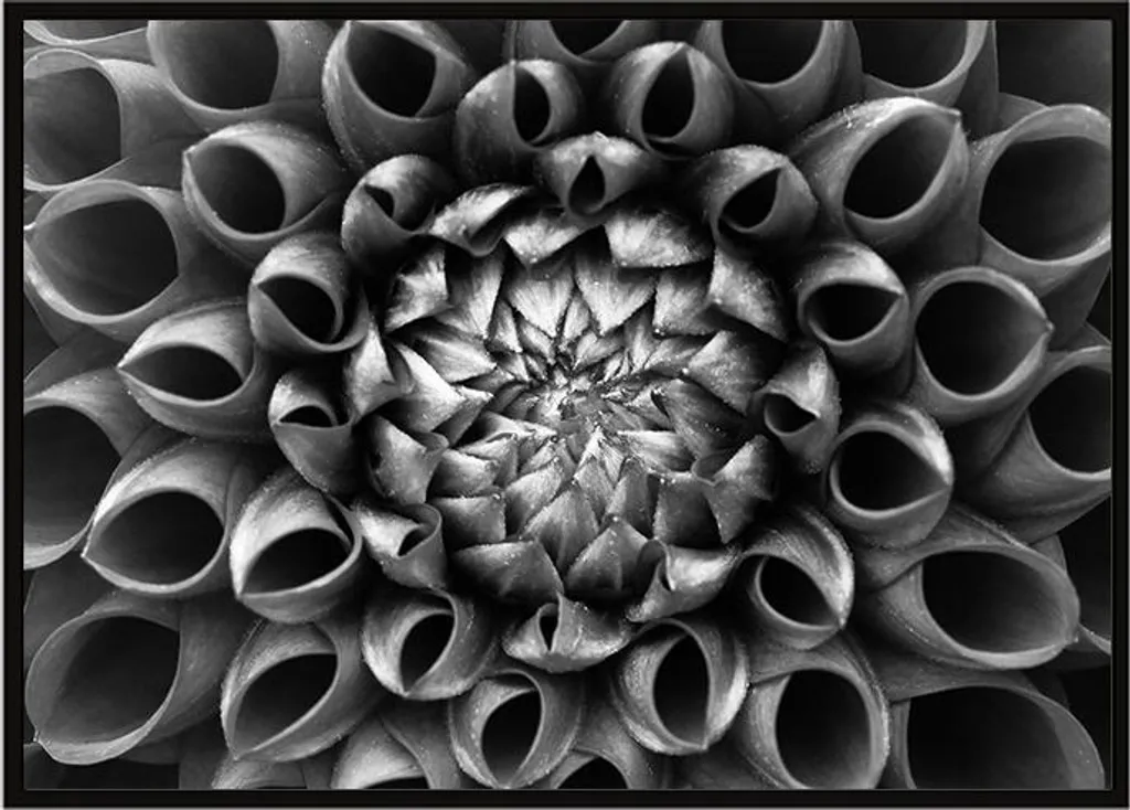 Trend Arredo 2026: Poster Fiore P1047 53x73 cm Incorniciato Design