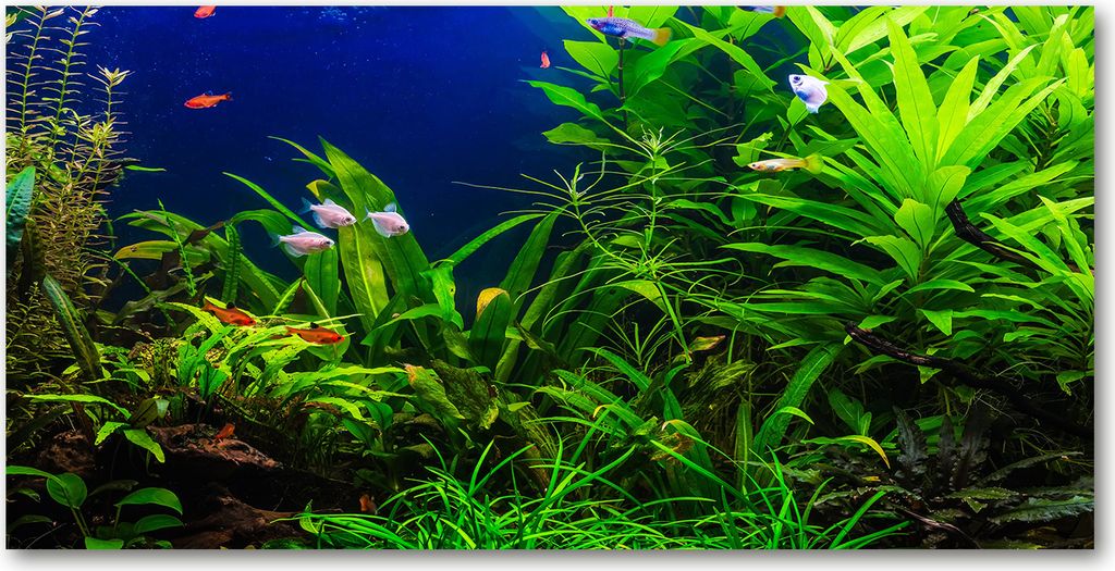 Tulup Küchenrückwand Spritzschutz aus Glas -100x50 -Spritzschutz auf gehärtetes GlasDeko Landschaften Fische im Aquarium
