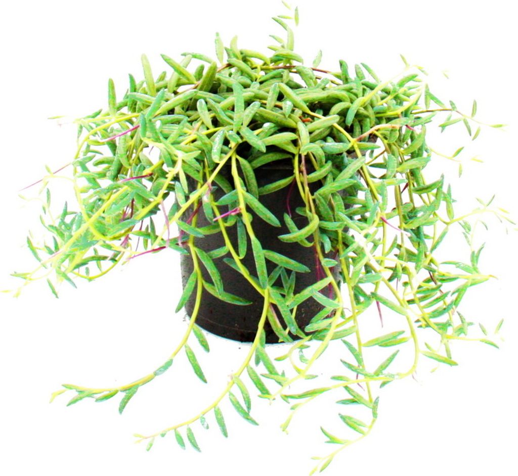 Senecio hallianus - Curio hallianus v 12 cm kvetináči Obrázok produktu