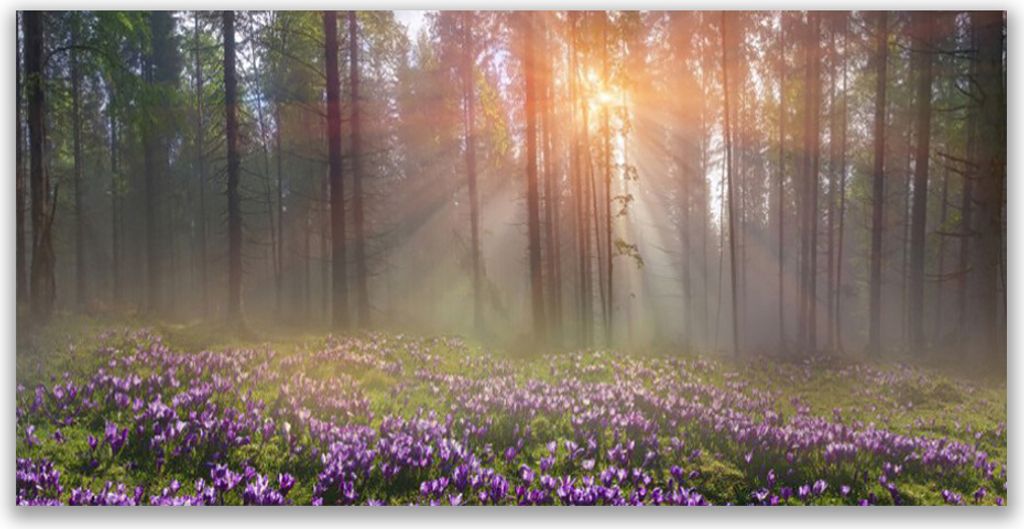 Tulup Leinwand-Bilder 120x60 Wandbild Canvas Kunstdruck Wald Blumen Natur