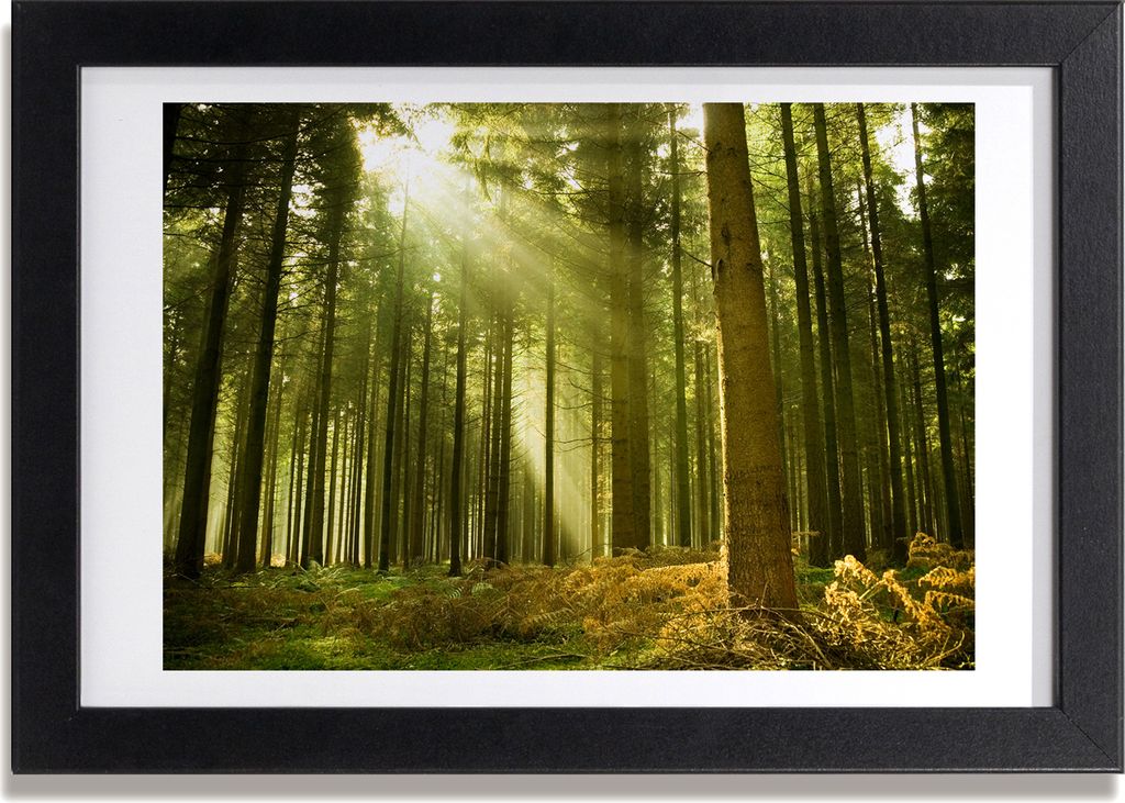 Bild 30x20 MDF-Rahmen, Wandkunst ein Kiefernwald