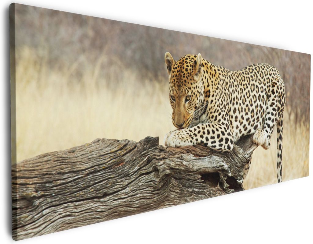 Wallario Premium Leinwandbild Leopard auf Baumstamm in Afrika in Größe 60 x 150 cm