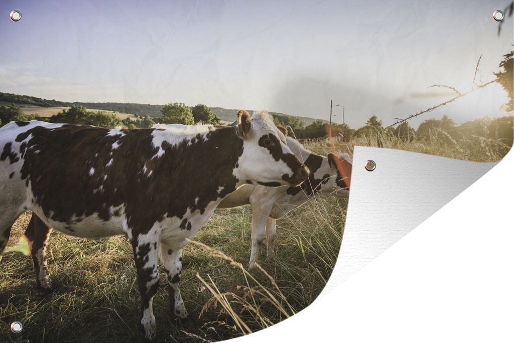 MuchoWow 90x60 cm Outdoor-Poster Gartendeko Sichtschutz Garten Poster für den Garten Kühe in der Normandie