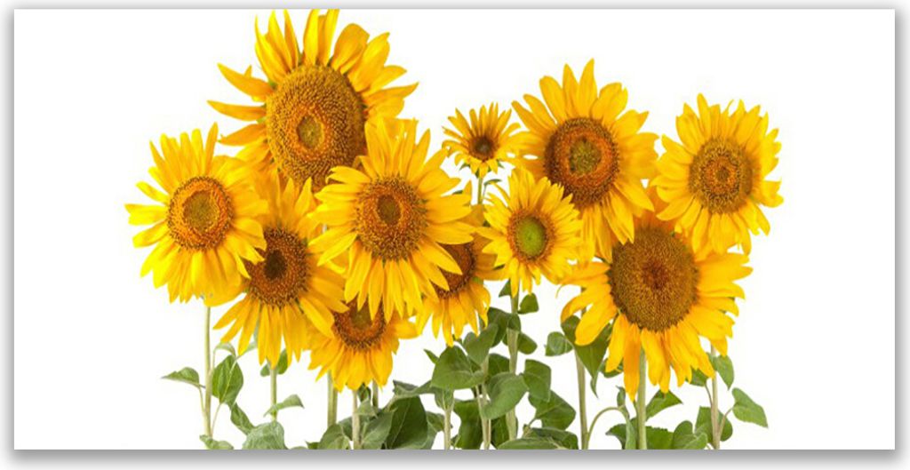 Glasbilder 140x70 Wandbild Druck auf Glas Sonnenblumen Pflanzen