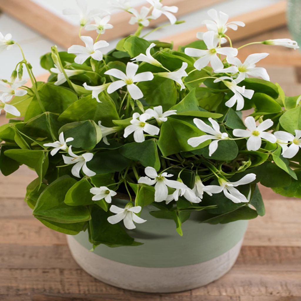 Oxalis Oxalis Irish Mist 5 pz Bulbi da fiore Immagine del prodotto 