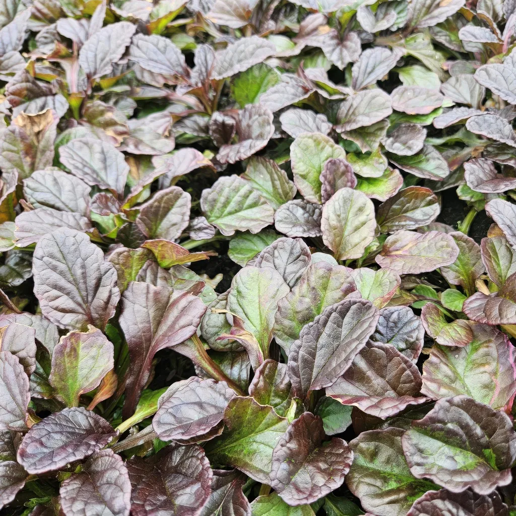 Ajuga reptans tapis fleurs bleues pack 24 plantes couverture mi-ombre