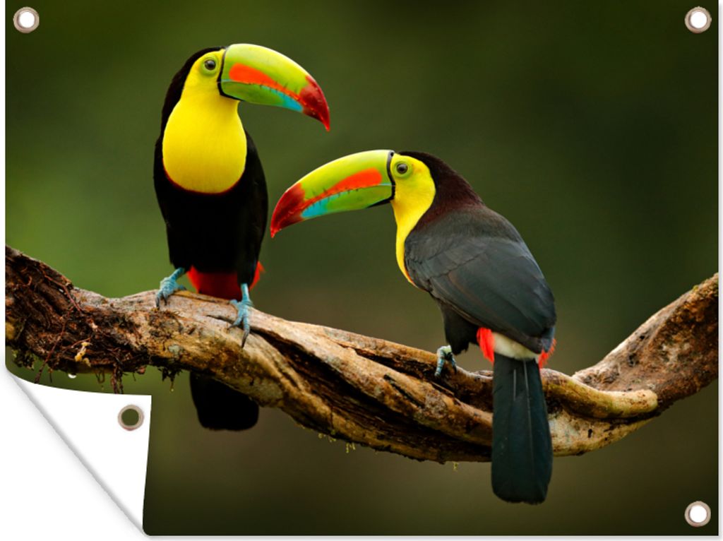 MuchoWow 40x30 cm Outdoor-Poster Gartendeko Sichtschutz Garten Poster für den Garten Vögel - Tukan - Zweig - Tiere - Regenbogen