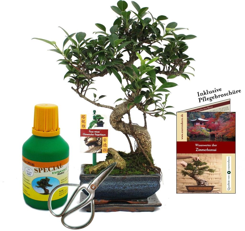 Sada pro bonsaje „Ficus“ – čínský fíkovník – cca 6 let – Obrázek produktu 
