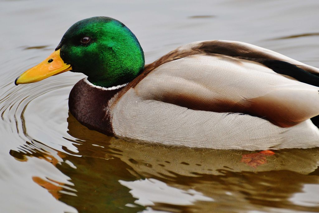 hansepuzzle 36583 - Ente Puzzle, 2000 Teile, Tierwelt, 90,0 x 60,0cm mit hochwertiger Aufbewahrung, Kartonbox und wiederverschließbarem Beutel