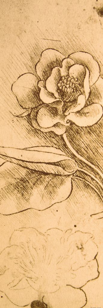 Leonardo Da Vinci Kunstdruck Bild - Blumenstudie, Detail, 1481-1483 (158 x 53 cm)