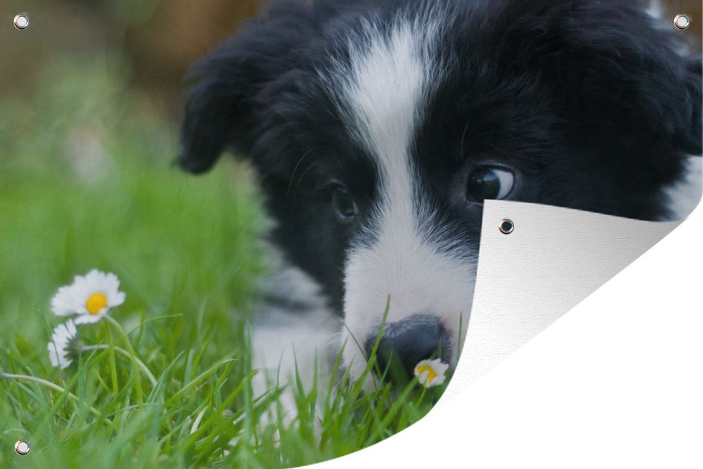 MuchoWow 60x40 cm Outdoor-Poster Gartendeko Sichtschutz Garten Poster für den Garten Border Collie Welpe schaut neugierig auf ein Gänseblümchen