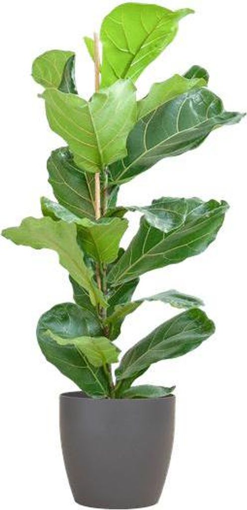 Ficus Lyrata – Geigen-Feige – Zimmerpflanze – 80 cm – Ø21 cm – inkl. Topf Viber Grau – Große Blätter, pflegeleicht, dekorativ