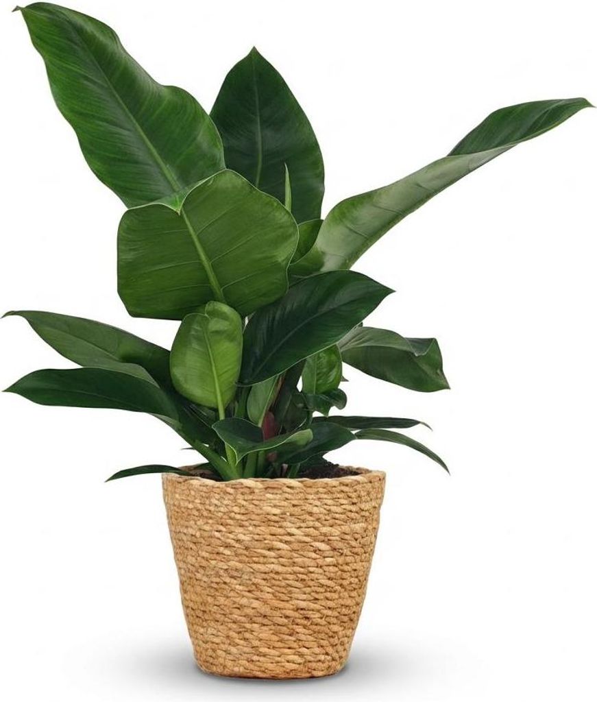 Philodendron Imperial Green Baumfreund 65cm – Zimmerpflanze mit großen glänzenden Blättern im Korb Ø19cm – kompakter Wuchs, pflegeleicht, l...