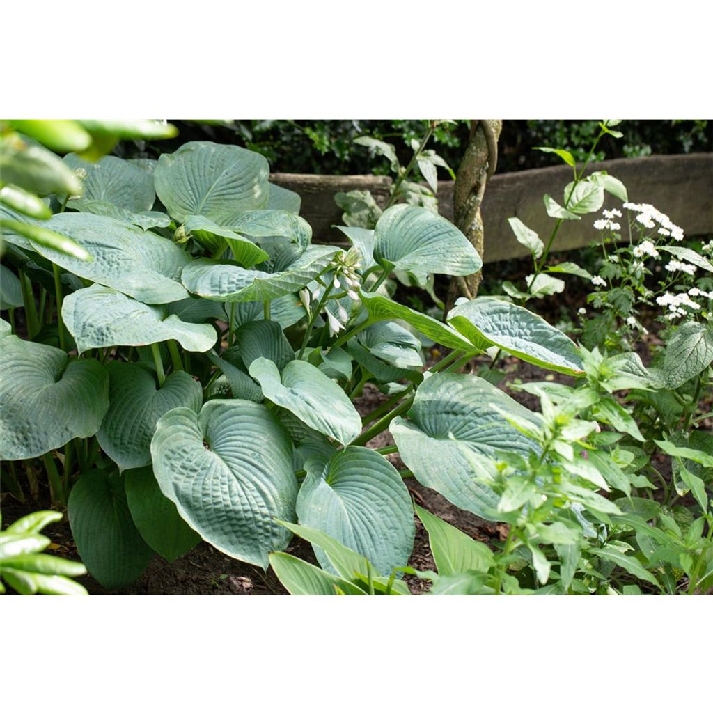 Hosta sieboldiana 'Big Daddy' - Blaugraue Garten-Funkie 'Big Daddy', im Topf 13 cm - 13 cm