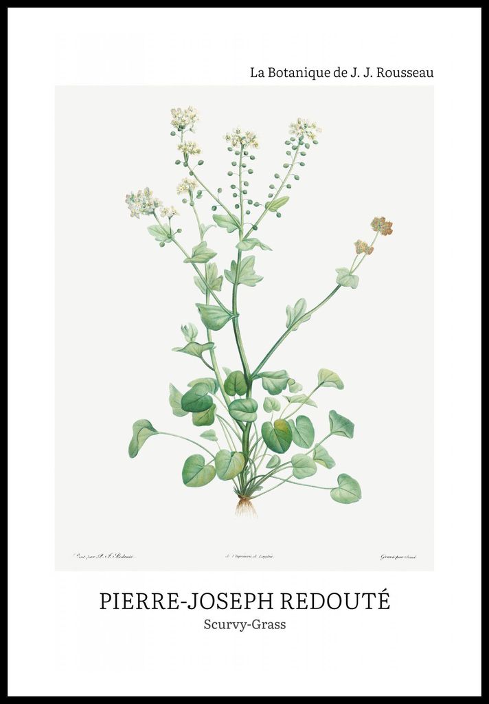 Plakat 61x91,5cm Design Scurvy-Grass, Redoute Vintage für das Wohnzimmer