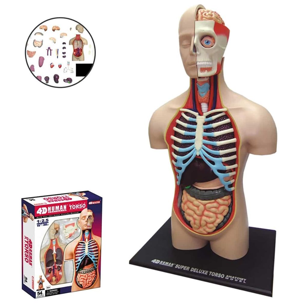 Human Anatomy Torso 3 Pieces Blue