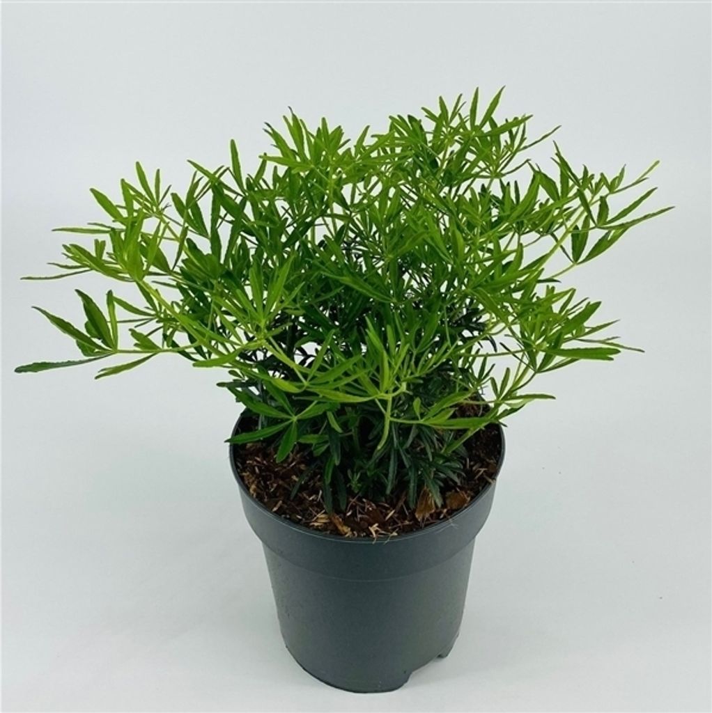 Choisya ternata White Dazzler 30-40 cm - Orangenblume - Produktbild 
