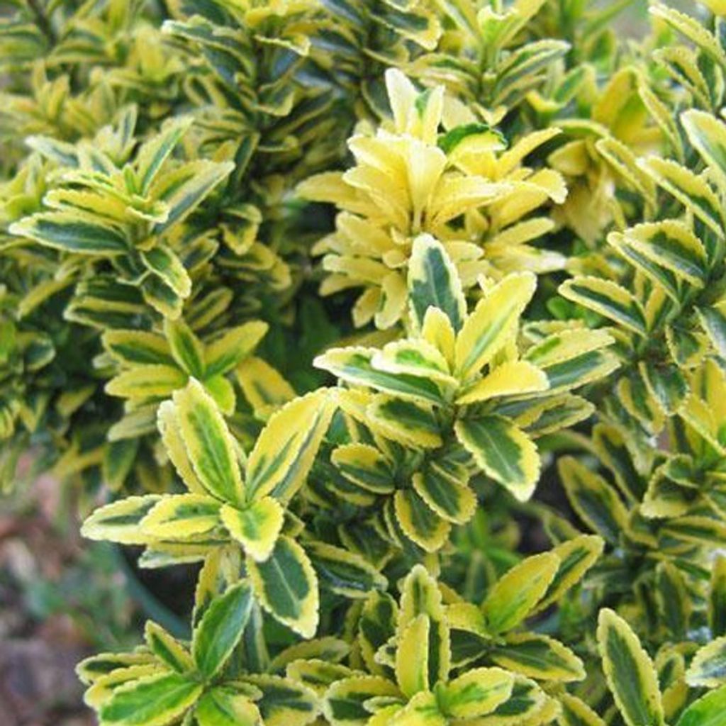 2 x Euonymus japonicum - Euonymus japonicus microphyllus 'Aureovariegatus' | 20-30 cm in Container