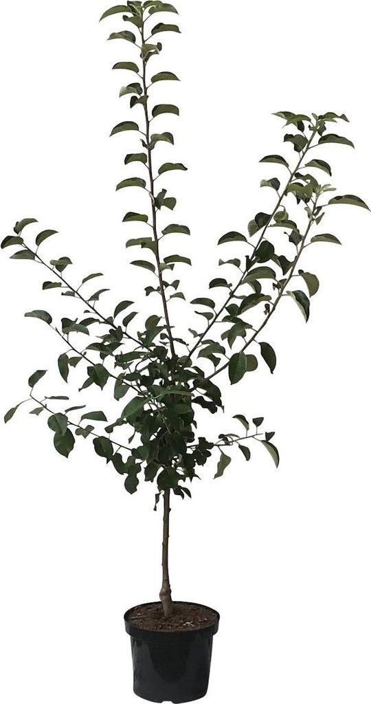 Apfelbaum Ingrid Marie Herbstapfel Buschbaum 110-140 cm M26