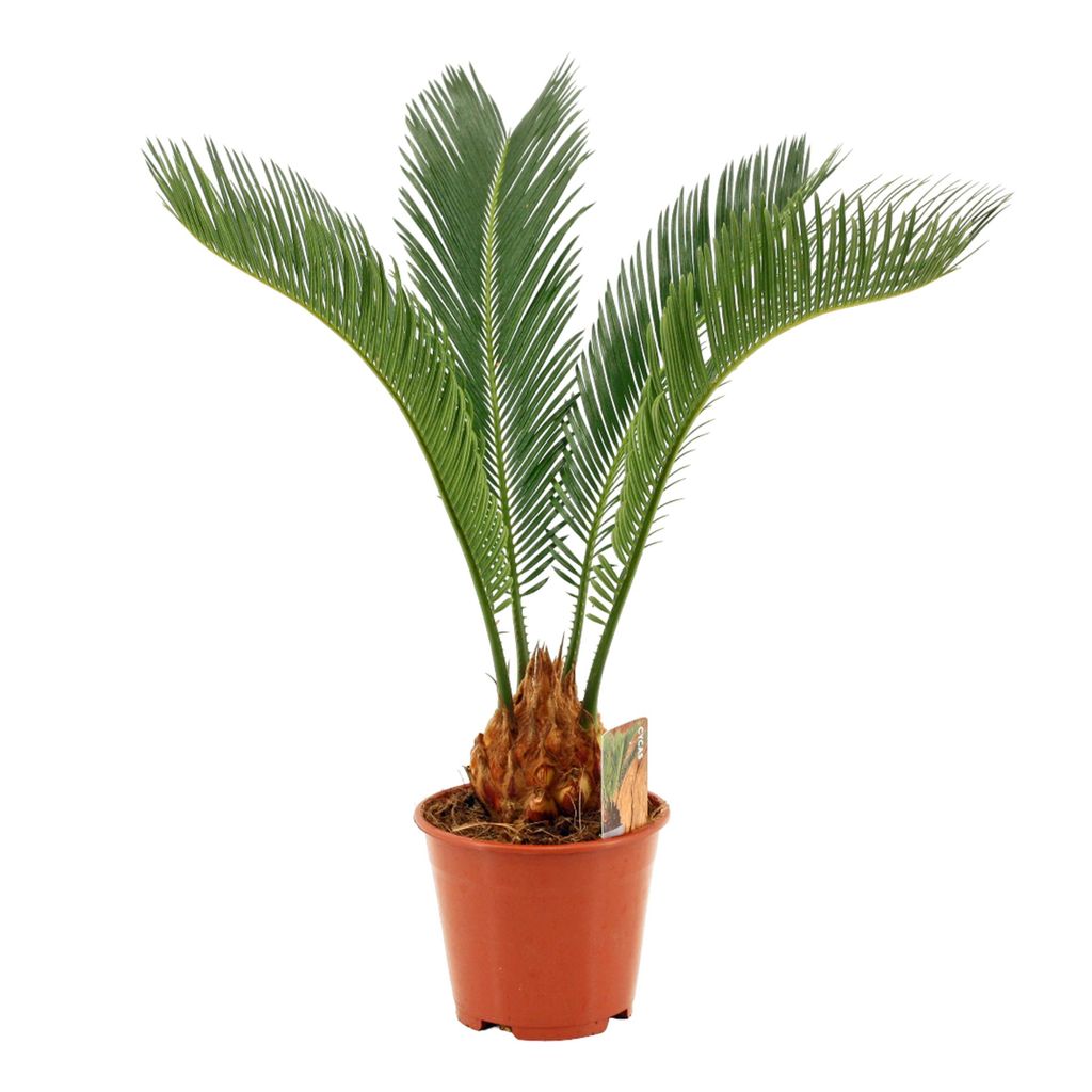 Cycas Revoluta 55 cm – Sagopalme / Japanische Sagopalme – Produktbild 