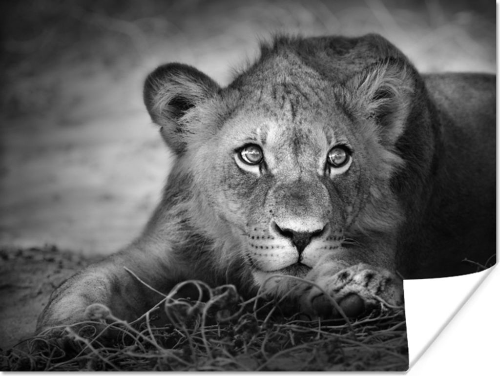 MuchoWow Poster Wildtiere - Löwe - Natur - Schwarz - Weiß 40x30 cm - Plakate für die Wände - Poster Wohnzimmer
