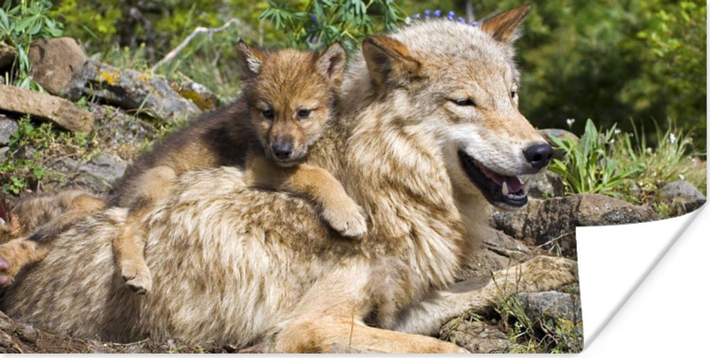 MuchoWow Poster Wolf - Jungtier - Tier 150x75 cm - ohne Rahmen