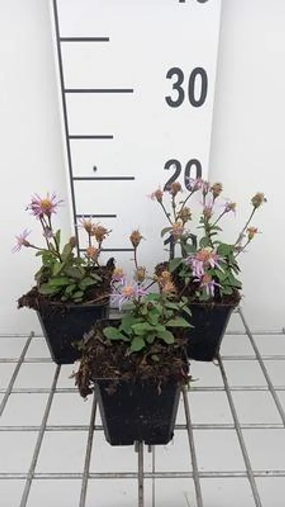 6 x Aster radula 'August Sky' - Aster d'automne bleu - Pot 9x9 cm