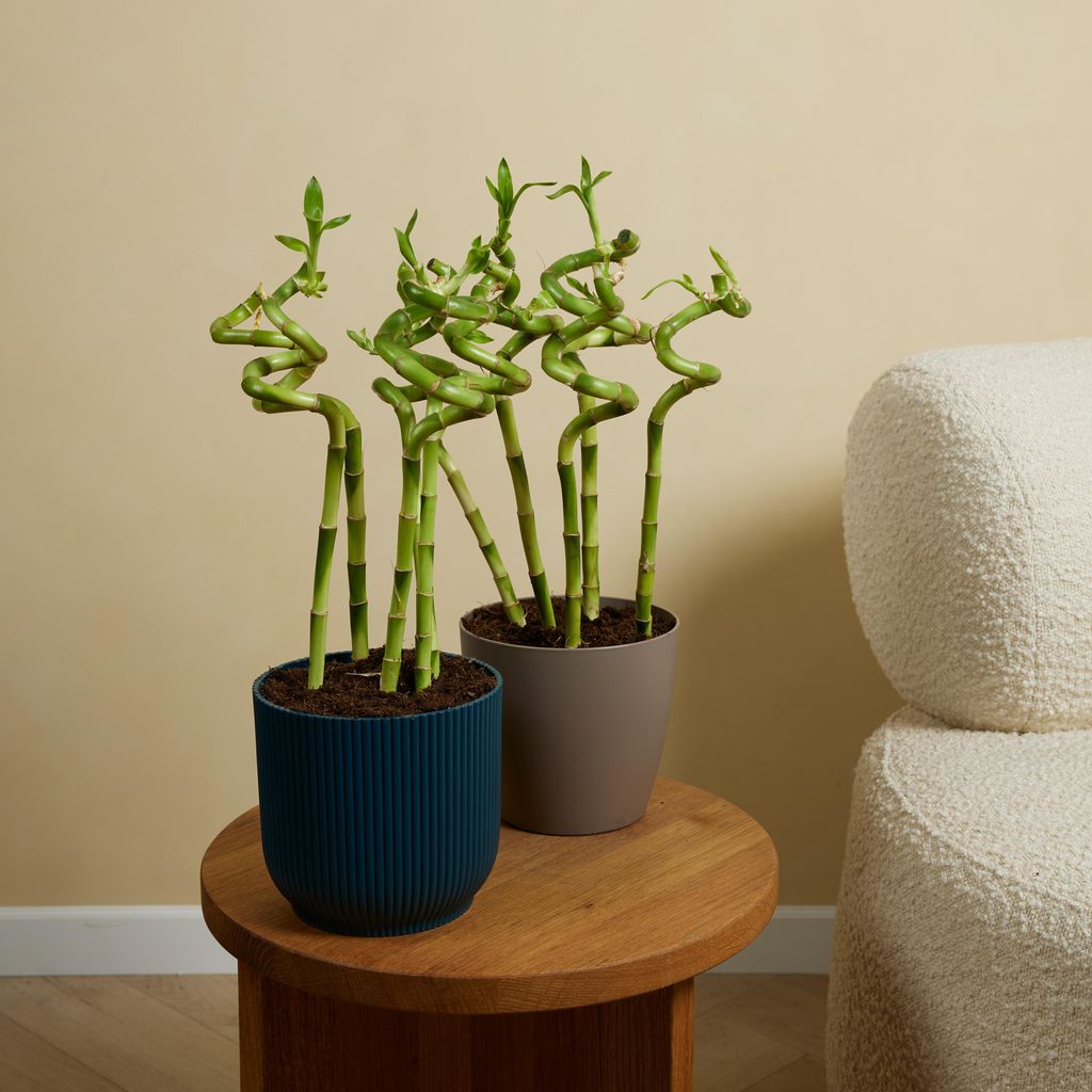 Bloomique - 5er-Set - Dracaena Sanderiana - Glcksbambus -
