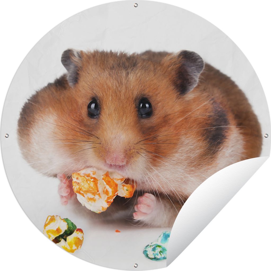 MuchoWow Gartenposter Outdoor-Poster Rund Hamster frisst buntes Futter Ø 90 cm Gartendeko Rundes Poster draußen