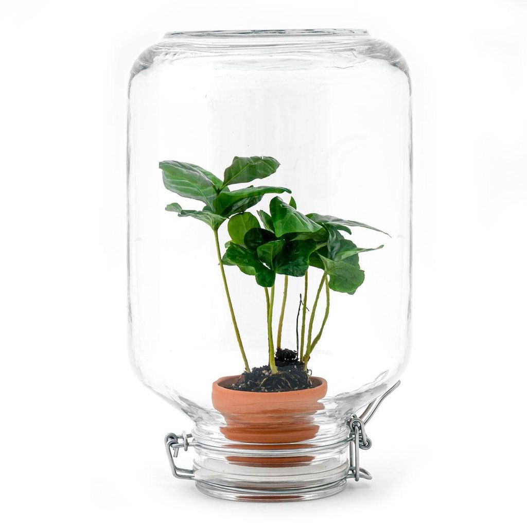 Urbanjngl Easyplant Coffea Arabica