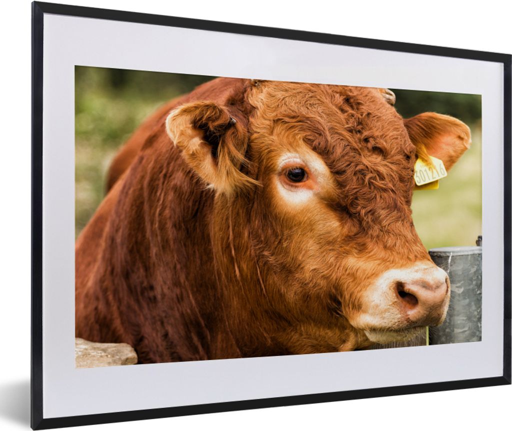 MuchoWow Gerahmtes Poster Schottischer Highlander - Berg - Zaun 60x40 cm - Poster mit Schwarzem Bilderrahmen Wandposter Rahmen Foto Bilder - Schl...