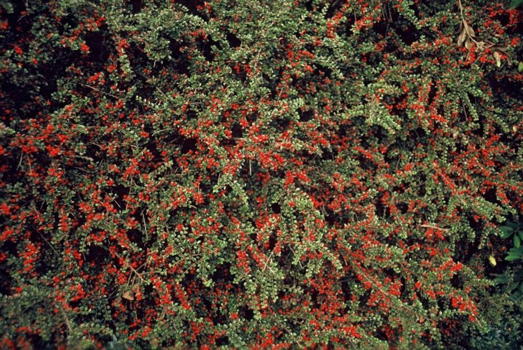 Fächer-Zwergmispel – Cotoneaster horizontalis – 10-25cm – Ø9cm – 12 Pflanzen – Winterharter Bodendecker mit roten Beeren