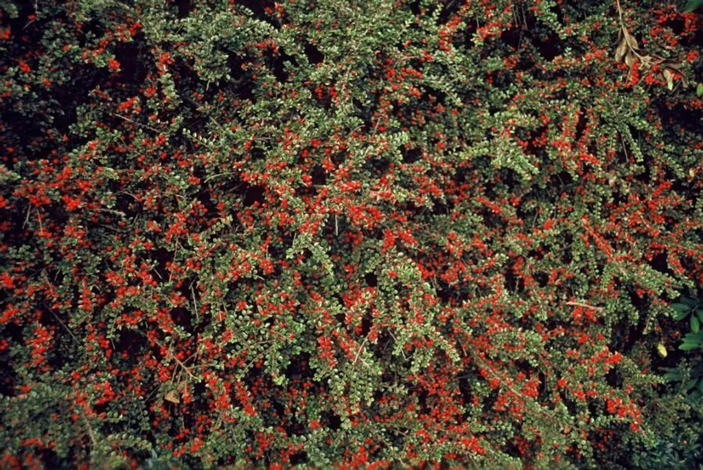 Cotoneaster horizontalis - 48 piante - ↕10-25cm - Ø9cm - Arbusto ornamentale con bacche rosse - Resistente e facile da curare - Per aiuole, argini e come copertura del terreno