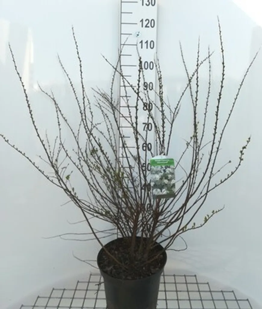 Spiraea Snowmound - Spirée à fleurs blanches 50-60 cm pour vos massifs