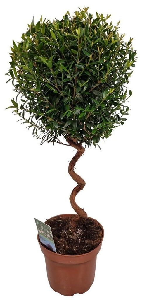 Echte Myrte Myrtus Pflanze 45cm Produktbild 