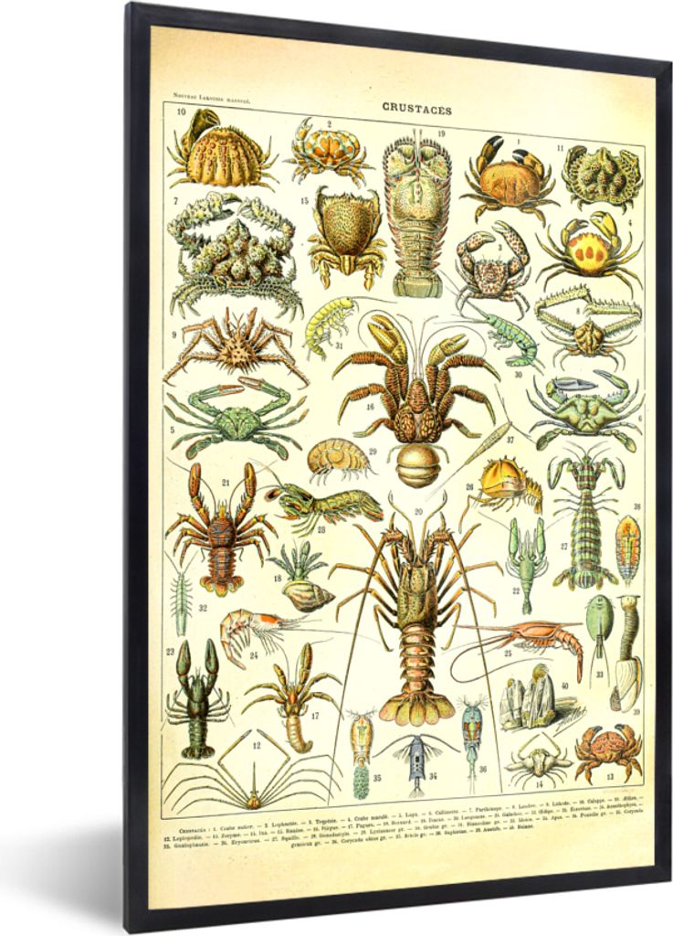 MuchoWow Gerahmtes Poster Hummer - Tiere - Meerestiere - Vintage - Adolphe Millot 40x60 cm - Poster mit Schwarzem Bilderrahmen Wandposter Rahmen ...
