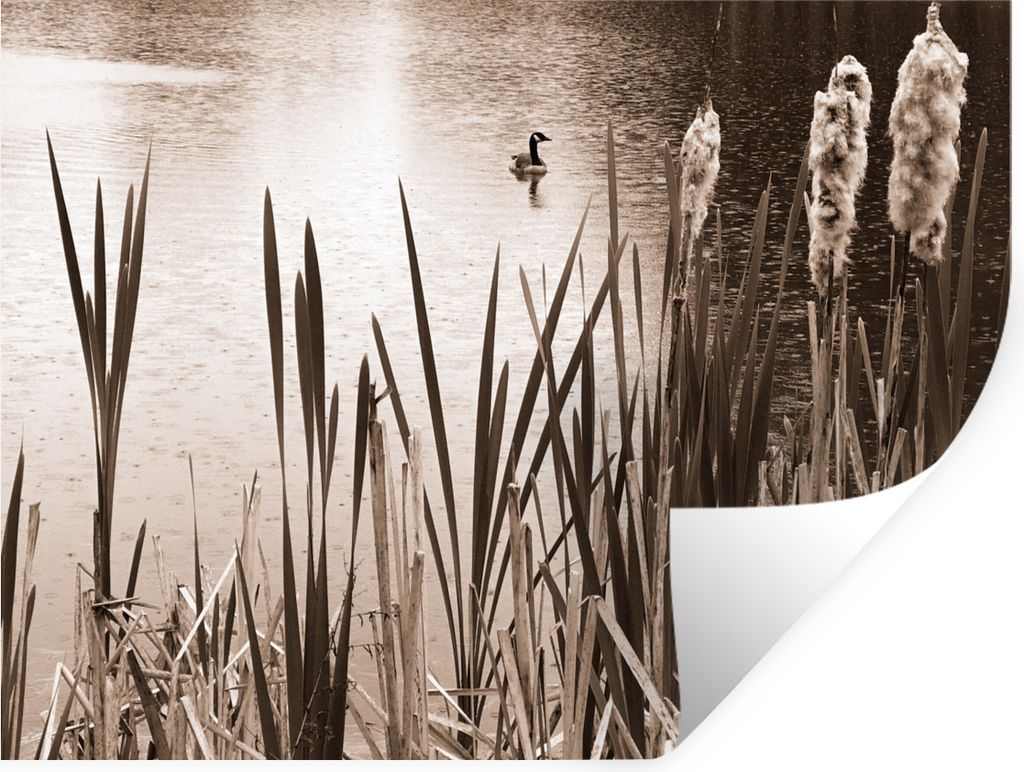 MuchoWow Wandtattoo Wandsticker Wandaufkleber Wildente in einem Teich Sepia-Fotodruck 120x90 cm Selbstklebend und Repositionierbar - Aufkleber