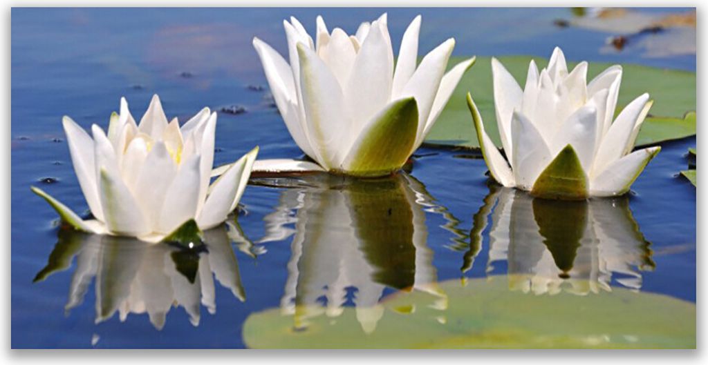 Tulup Leinwand-Bilder 120x60 Wandbild Canvas Kunstdruck Blumen Pflanzen