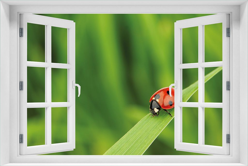 Wallario Wandbild aus Acryl, 60 x 90 cm, freischwebende Optik - Marienkäfer auf grünem Blatt mit Fenster-Illusion
