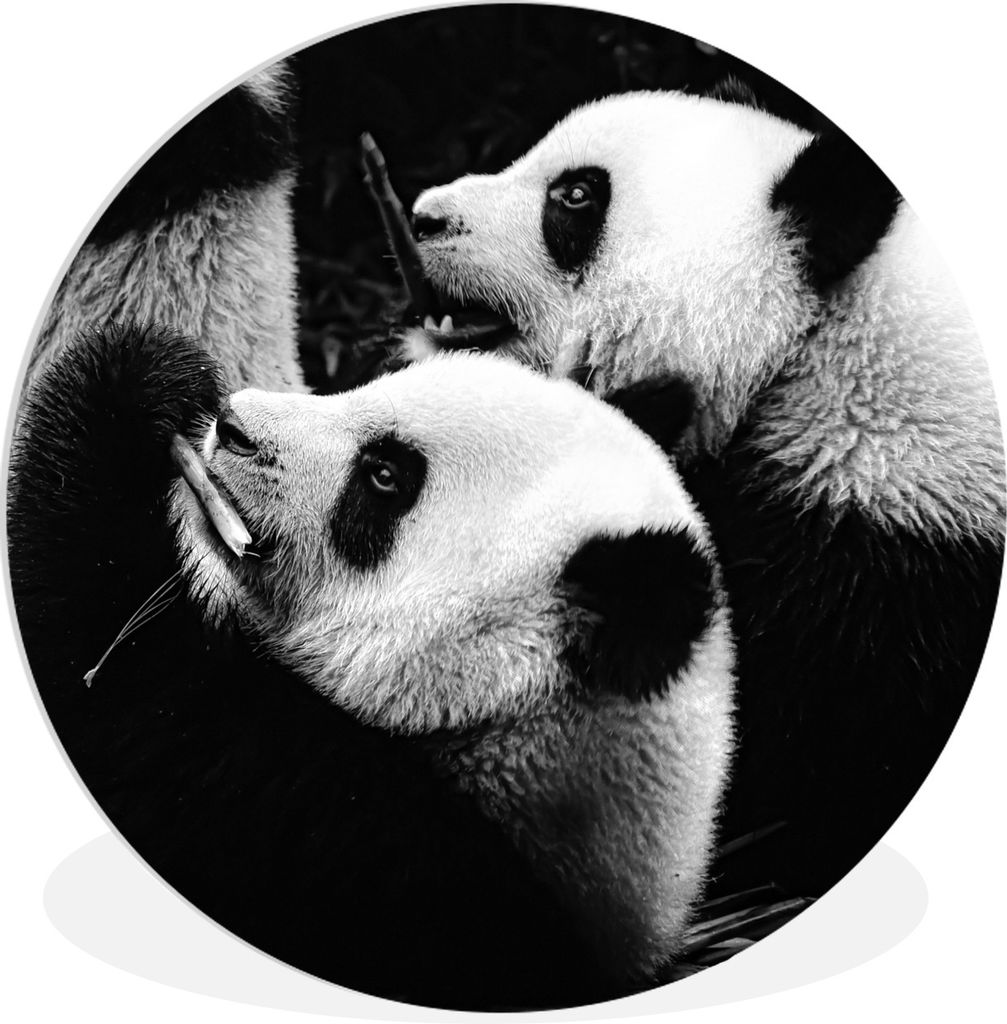 MuchoWow Rundes Wandbild - Runde Bilder Pandas - Schwarz - Weiß Ø 60 cm Kreis Wanddekoration Kunststoff - Wandkreis - Wandschmuck - Wand Kreis ...