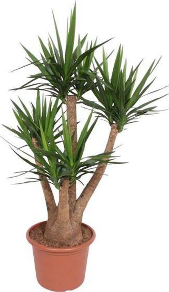 Riesen-Palmlilie Yucca Elephantipes Ø45cm 170cm Verzweigte Zimmerpflanze